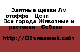 Элитные щенки Ам.стаффа › Цена ­ 25 000 - Все города Животные и растения » Собаки   